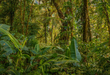 Plants at Monteverde Cloud Forest