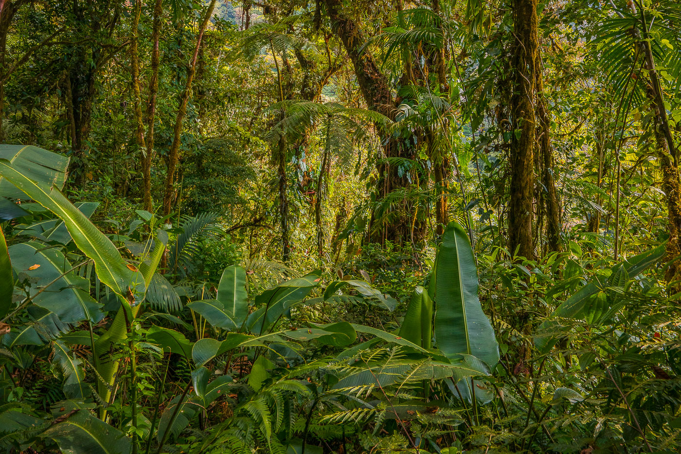 Plants at Monteverde Cloud Forest