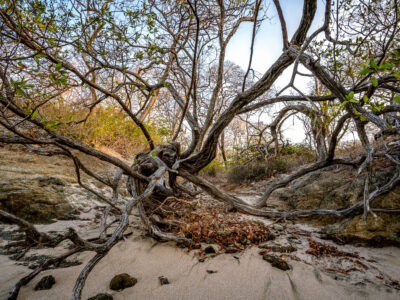 Gnarled Trees on Sandy Shore, Punta San Francisco Beach