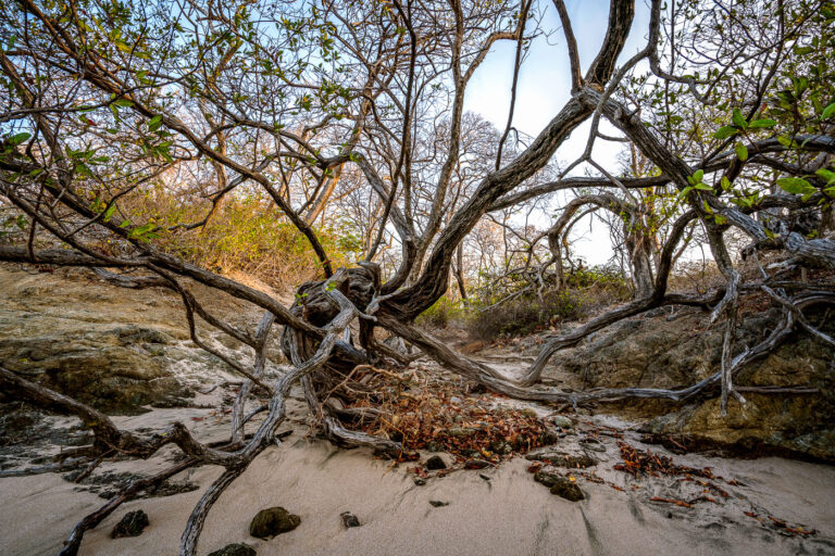 Punta San Francisco Beach, Costa Rica: Gnarled Trees on Sandy Shore 3 Gnarled trees with exposed roots and branches on the sandy shore of Punta San Francisco Beach, Costa Rica. Rocks and dried leaves are scattered across the sand.
