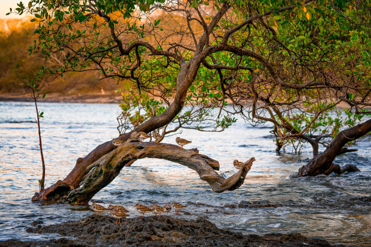Shorebirds on Mangrove Branch, Tamarindo, Costa Rica
