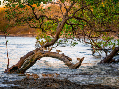 Shorebirds on Mangrove Branch, Tamarindo, Costa Rica