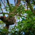 A baby sloth with her mom in a Costa Rican tree.