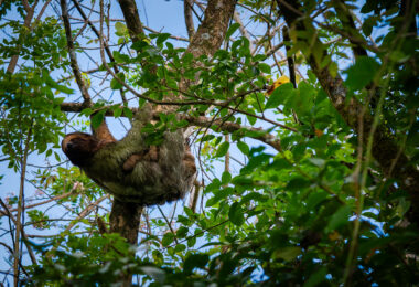 A baby sloth with her mom in a Costa Rican tree.