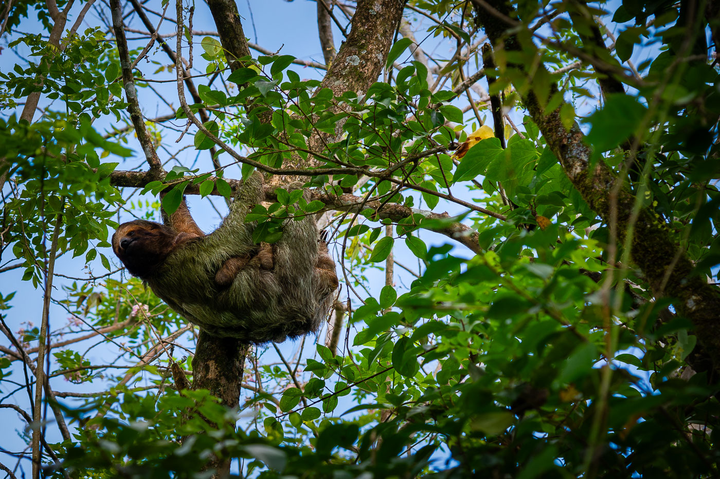 Sloth and baby sloth in Costa Rican Tree