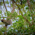 We found this sloth in a tree with her babies in Costa Rica.