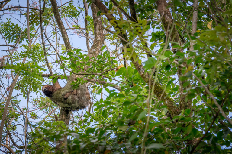 A mother sloth clings to a tree branch in Costa Rica, with her young nestled against her. Sloths are arboreal mammals native to the rainforests of Central and South America. Their slow metabolism and specialized diet of leaves contribute to their sedentary lifestyle, allowing them to conserve energy in the canopy. This species plays a role in the forest ecosystem by influencing vegetation and serving as a host for various symbiotic organisms in their fur.
