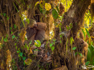 Sloths in Monteverde Cloud Forest, Costa Rica