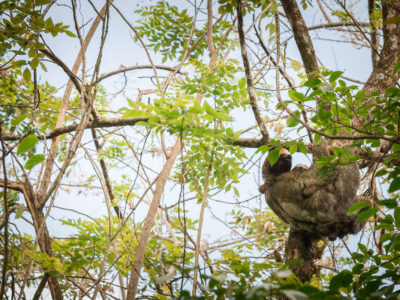 Sloth mother and baby in Costa Rican tree