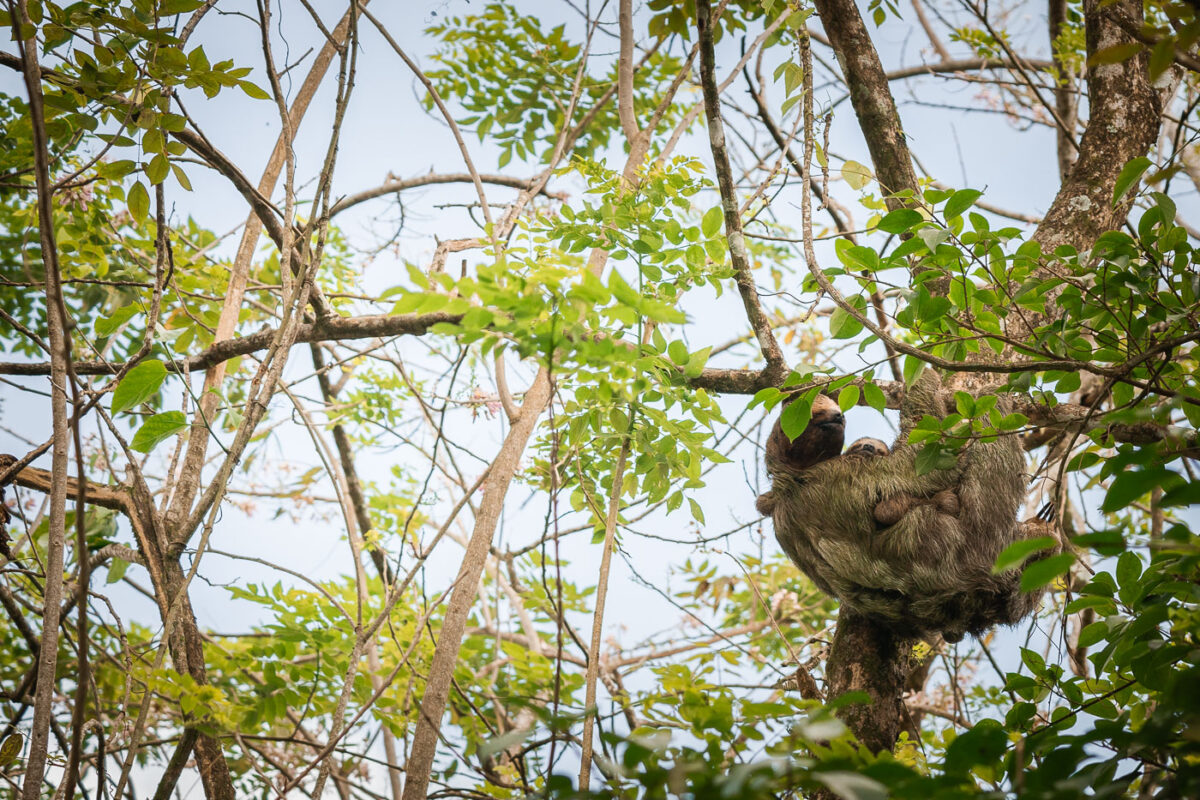 Sloth and baby sloth in a tree in Costa Rica.