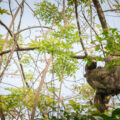 Sloth and baby sloth in a tree in Costa Rica.