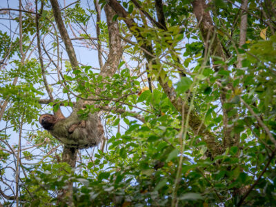 Sloth with young in Costa Rican canopy