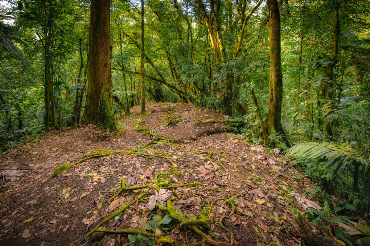 Cloud forest in Monteverde Costa Rica.