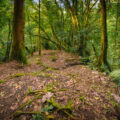 Cloud forest in Monteverde Costa Rica.