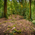 Cloud forest in Monteverde Costa Rica.
