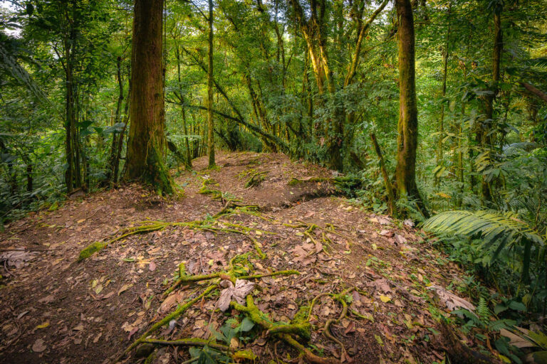 Trees in the Monteverde Cloud Forest 3 Cloud forest in Monteverde Costa Rica.