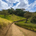 A walking path in a Monteverde cloud forest.