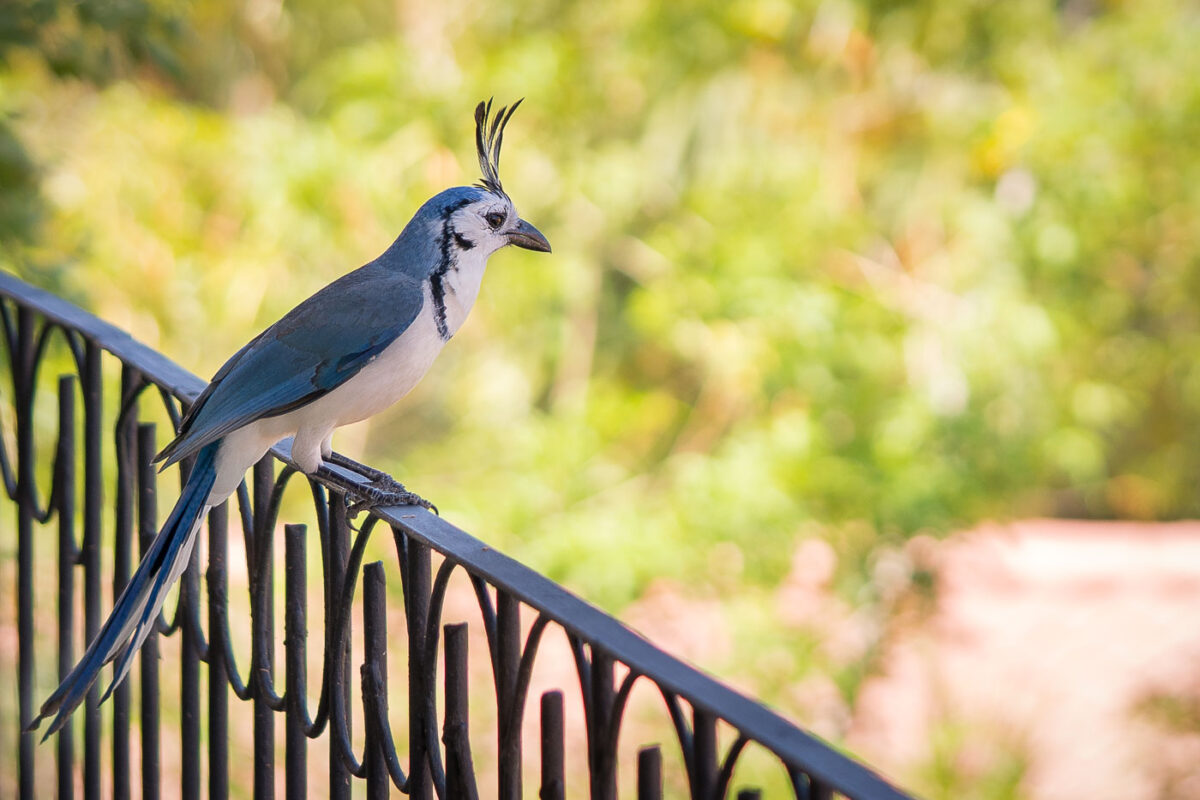 White-throated magpie-jay bird found in Costa Rica.