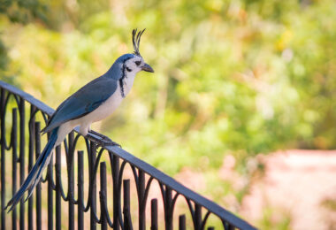 White-throated magpie-jay bird found in Costa Rica.