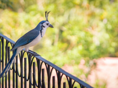White-throated Magpie-Jay on Railing, Costa Rica