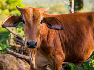 Young Brown Cow in Alajuela Province, Costa Rica