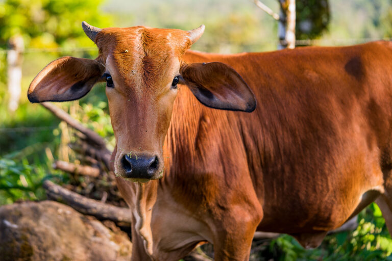 A young brown cow stands in a rural area of Alajuela Province, Costa Rica, a region known for cattle ranching.
