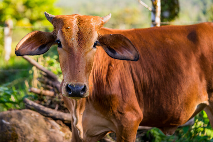 Young Brown Cow in Alajuela Province, Costa Rica
