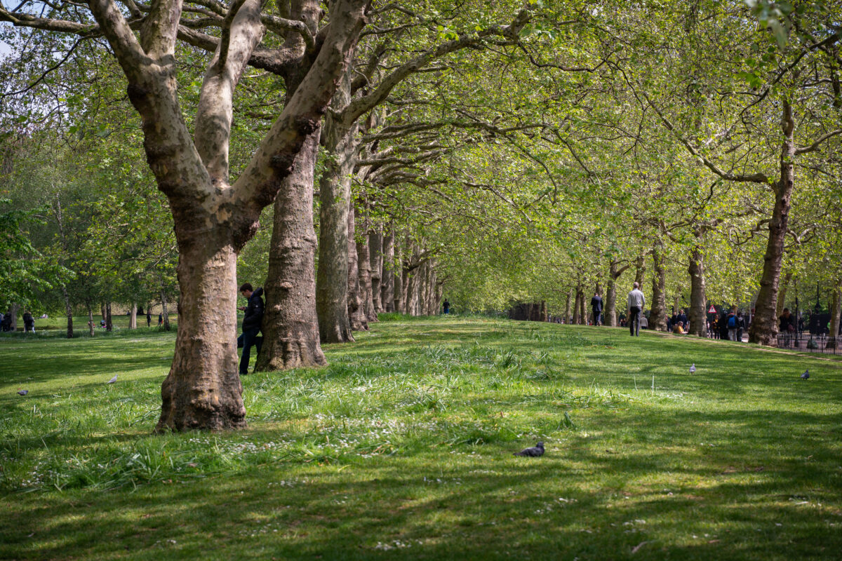 Plane Trees Lining The Mall, St James’s Park, London