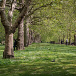 Green grass at St. James Park in London in 2019