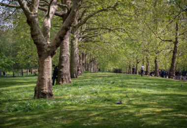 Green grass at St. James Park in London in 2019