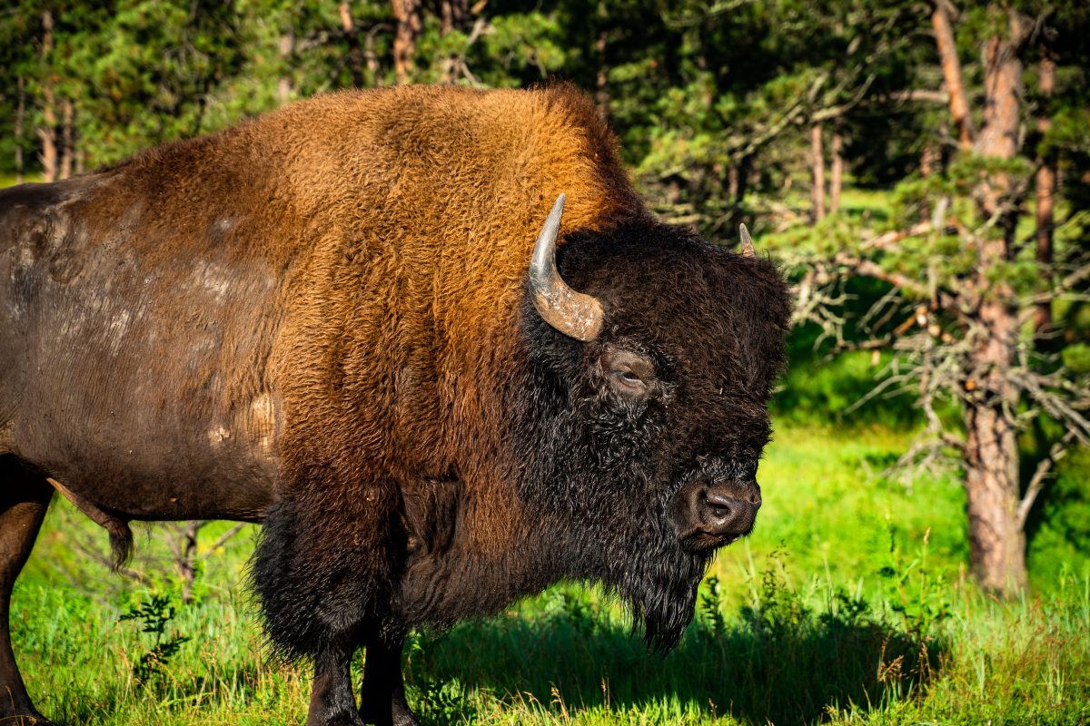 American Bison Along Wildlife Loop Road, Custer State Park