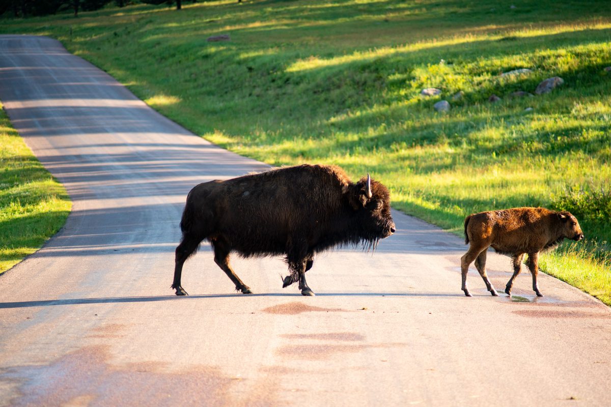 Bison Cow and Calf Crossing Wildlife Loop Road, Custer State Park
