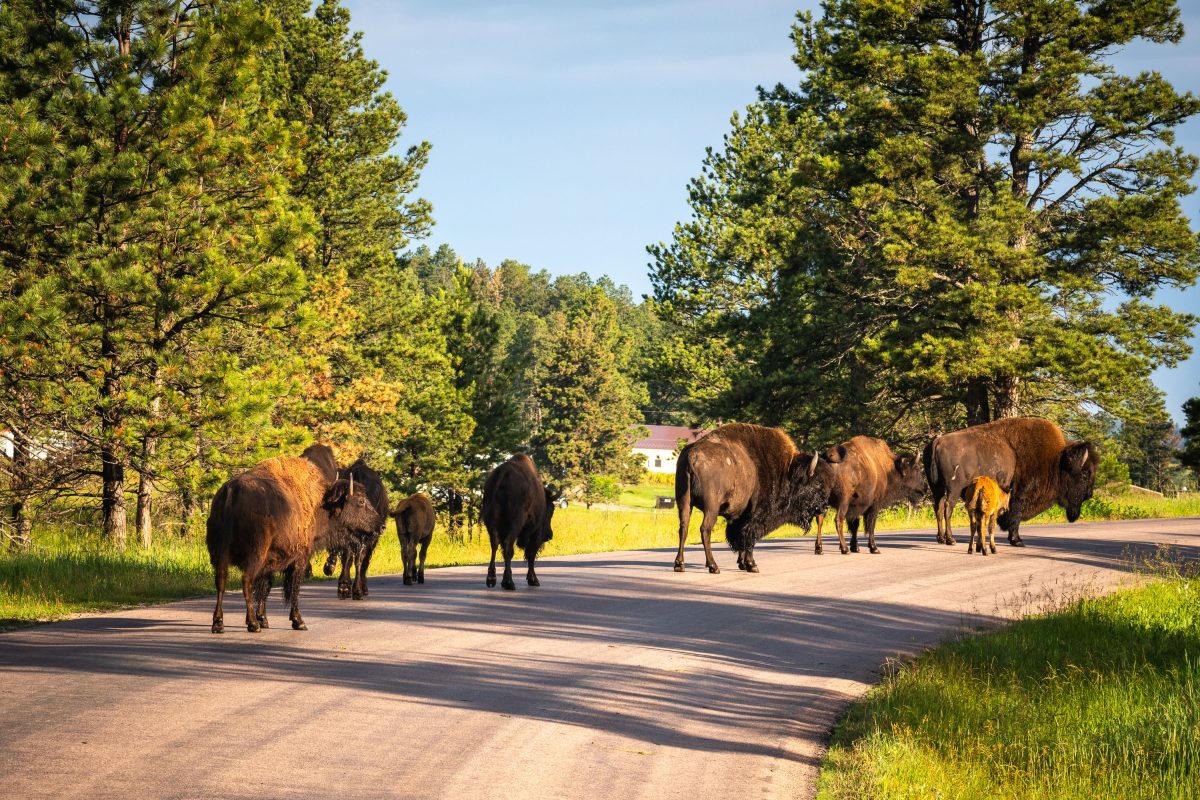 Bison Herd Crossing Wildlife Loop Road, Custer State Park