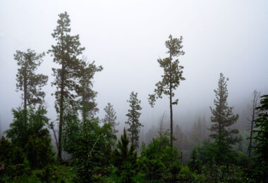 A dense morning fog envelops the Ponderosa pines of the Black Hills in South Dakota, softening the outlines of the forest and muting the green tones of early summer. The moisture-laden air clings to the tall trunks, creating an atmosphere of quiet stillness and mystery. This type of fog commonly forms in the higher elevations near Custer State Park and the Needles Highway, where rapid temperature shifts cause mist to settle among the rugged hillsides and conifer stands, briefly transforming the landscape into an ethereal woodland veil.