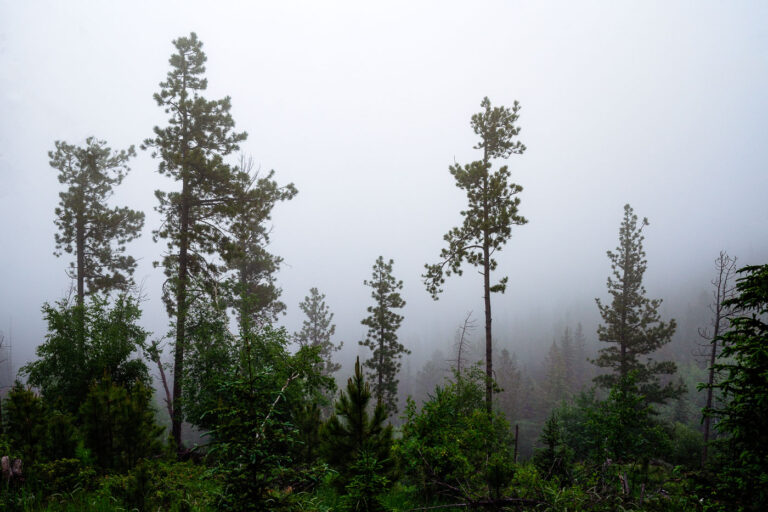 Black Elk Peak Fog in South Dakota 2 A dense morning fog envelops the Ponderosa pines of the Black Hills in South Dakota, softening the outlines of the forest and muting the green tones of early summer. The moisture-laden air clings to the tall trunks, creating an atmosphere of quiet stillness and mystery. This type of fog commonly forms in the higher elevations near Custer State Park and the Needles Highway, where rapid temperature shifts cause mist to settle among the rugged hillsides and conifer stands, briefly transforming the landscape into an ethereal woodland veil.