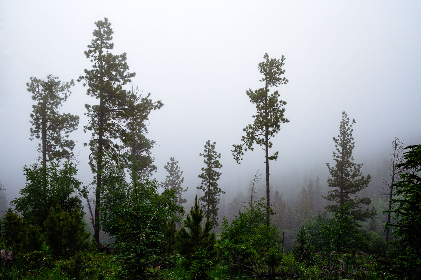 Black Elk Peak Fog in South Dakota