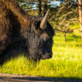 Large bison in Custer State Park in Custer, South Dakota