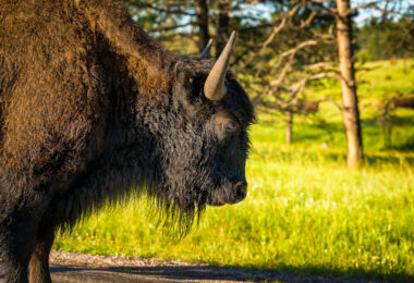Large bison in Custer State Park in Custer, South Dakota
