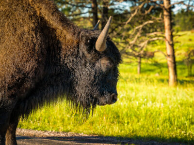 Bison on Wildlife Loop Road, Custer State Park