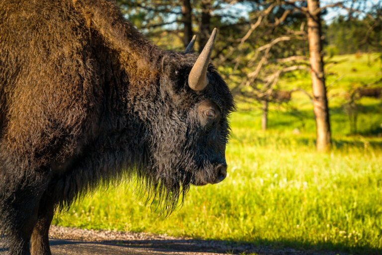 Bison on Wildlife Loop Road, Custer State Park 1 An American bison stands near the Wildlife Loop Road in Custer State Park, South Dakota, at dawn. Custer State Park manages one of the largest bison herds in the country, preserving a lineage tied to the Great Plains ecosystem and Native American history. The park's conservation efforts, including annual roundups, aim to maintain the health of the prairie and the bison population, which once numbered in the millions before the 19th century. Bison are a keystone species, their grazing habits significantly influencing the biodiversity of the grasslands.