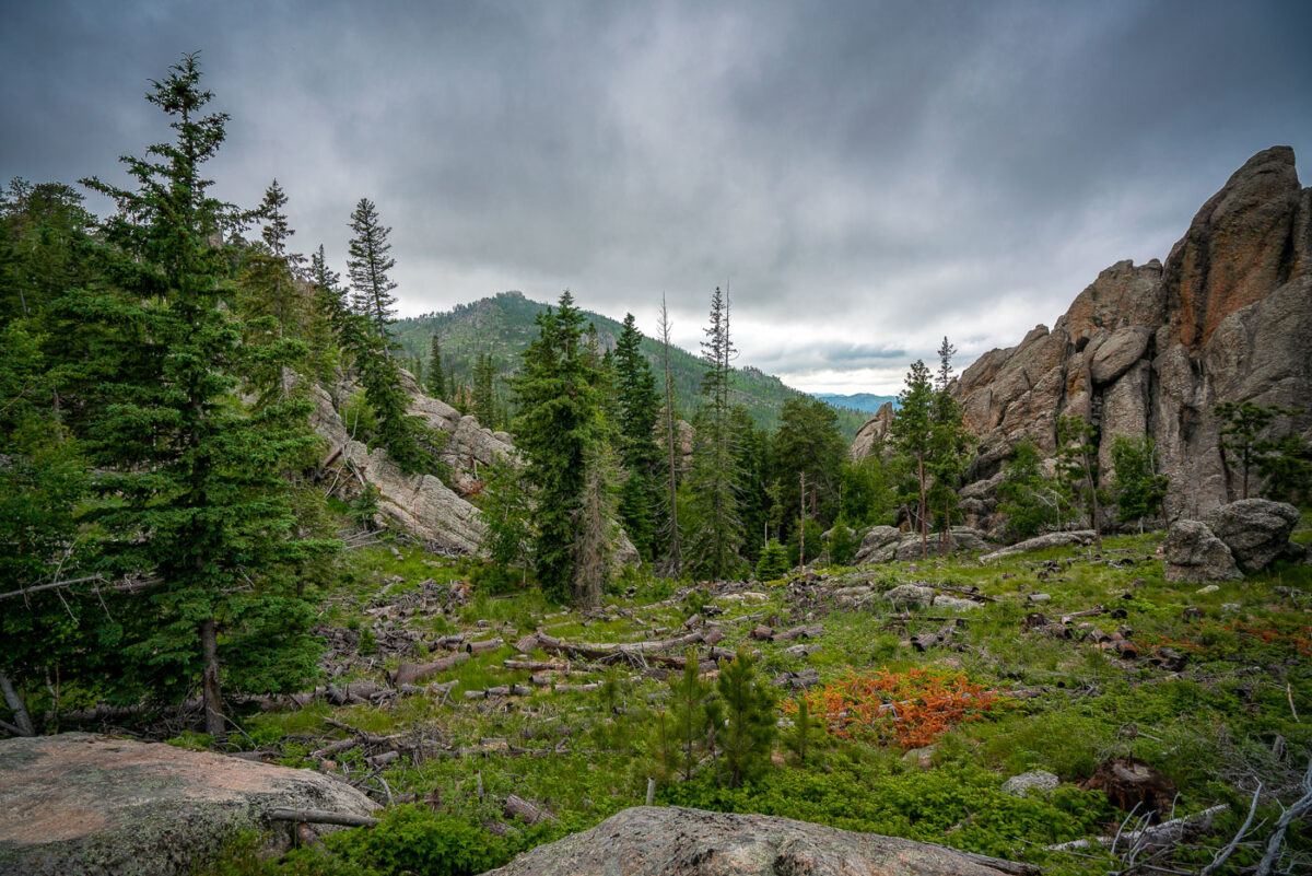 Custer State Park is a South Dakota State Park and wildlife reserve in the Black Hills, United States. The park is South Dakota's largest and first state park, named after Lt. Colonel George Armstrong Custer. The area originally started out as sixteen sections, but was later changed into one block of land because of the challenges of the terrain. The park began to grow rapidly in the 1920s and gained new land. During the 1930s the Civilian Conservation Corps built miles of roads, laid out parks and campgrounds, and built three dams that set up a future of water recreation at the park. In 1964 an additional 22,900 acres (93 km2) were added to the park. The park covers an area of over 71,000 acres (287 km2) of hilly terrain and is home to many wild animals. -- Wikipedia