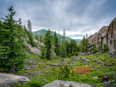 Granite Outcrops and Forest Near Needles Highway, Black Hills