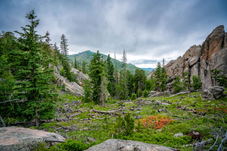 Spectacular Badlands Sunrise 1 Along Highway 87 in the central Black Hills National Forest, this view captures the rugged landscape typical of the region’s granite highlands. Massive weathered outcrops rise sharply from the forest floor, remnants of the ancient Harney Peak granite formation that underlies much of this terrain. Scattered ponderosa pines cling to crevices in the rock, while fallen trunks and new saplings trace the slow recovery of the forest from past fires. The setting lies near the scenic Needles Highway corridor—an area known for its narrow tunnels, steep grades, and ever-changing mountain light that defines the wilderness character of western South Dakota.