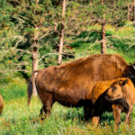Bison seen at Custer State Park. It's always incredible to see these massive animals so close up.