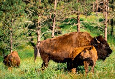 Bison seen at Custer State Park. It's always incredible to see these massive animals so close up.