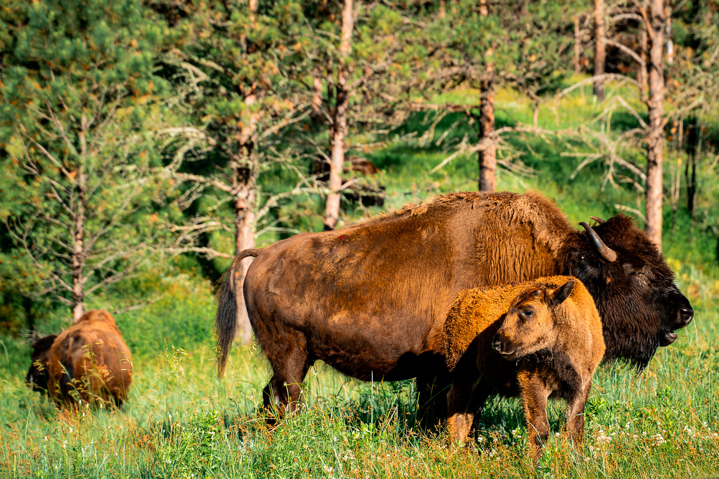 Family of Bison at Custer Park South Dakota
