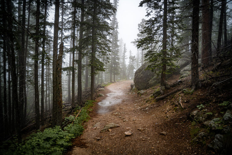 Misty Trail on Black Elk Peak 4 A narrow trail winds through the fog-drenched forest of Black Elk Peak, South Dakota, as light rain dampens the granite path and pine needles. The area—part of the rugged Black Hills—sits at over 7,200 feet, the highest elevation east of the Rockies. The mist settles among ponderosa pines and spruce, creating a hushed, atmospheric climb through terrain sacred to the Lakota people and known for its sweeping, often cloud-hidden views.