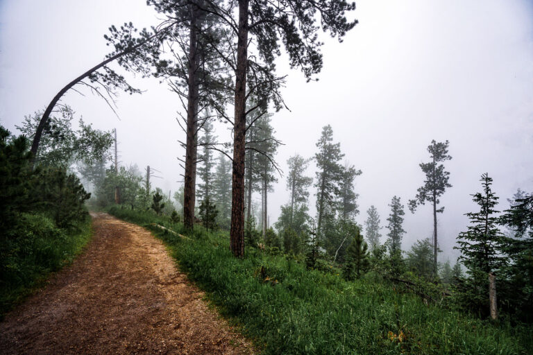 Fog on the Black Elk Peak Trail 1 A mist-laden trail winds through the ponderosa pine forest near the summit of Black Elk Peak in the Black Hills of South Dakota. The fog softens the rugged terrain, reducing the visibility of distant ridges and creating a quiet, atmospheric stillness in the morning air. This area, once known as Harney Peak, stands as the highest point east of the Rocky Mountains and is a sacred place to the Lakota Sioux, where natural beauty and cultural heritage converge in the clouds.