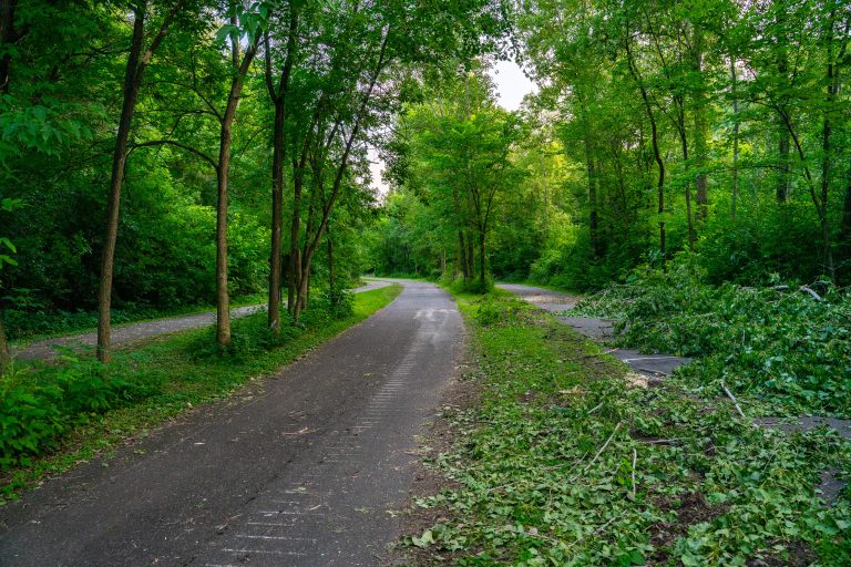 Kenilworth Trail During Light Rail Construction in July 2019 4 Trees being cleared on the Kenilworth Trail in July 2019
