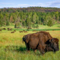 Bison in Custer State Park in Custer, South Dakota.